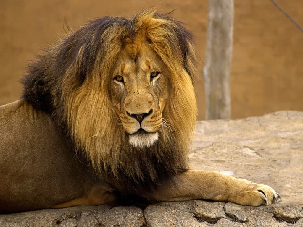 Lion Hd Wallpapers