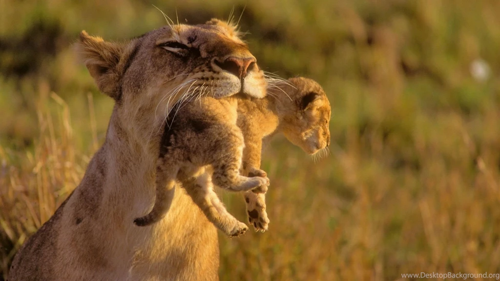 Download Amazing Mother Lion And Her Baby Wallpapers