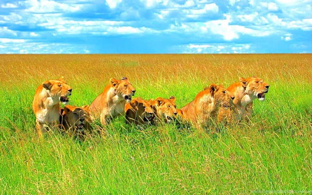 HD Amazing Pictures: Amazing Wallpapers For Desktop