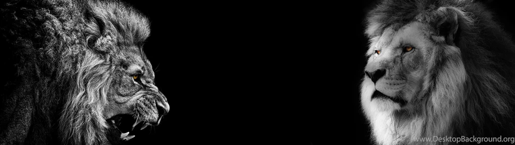 Lion Black And White HD Images Wallpapers 6474   Amazing Wallpaperz