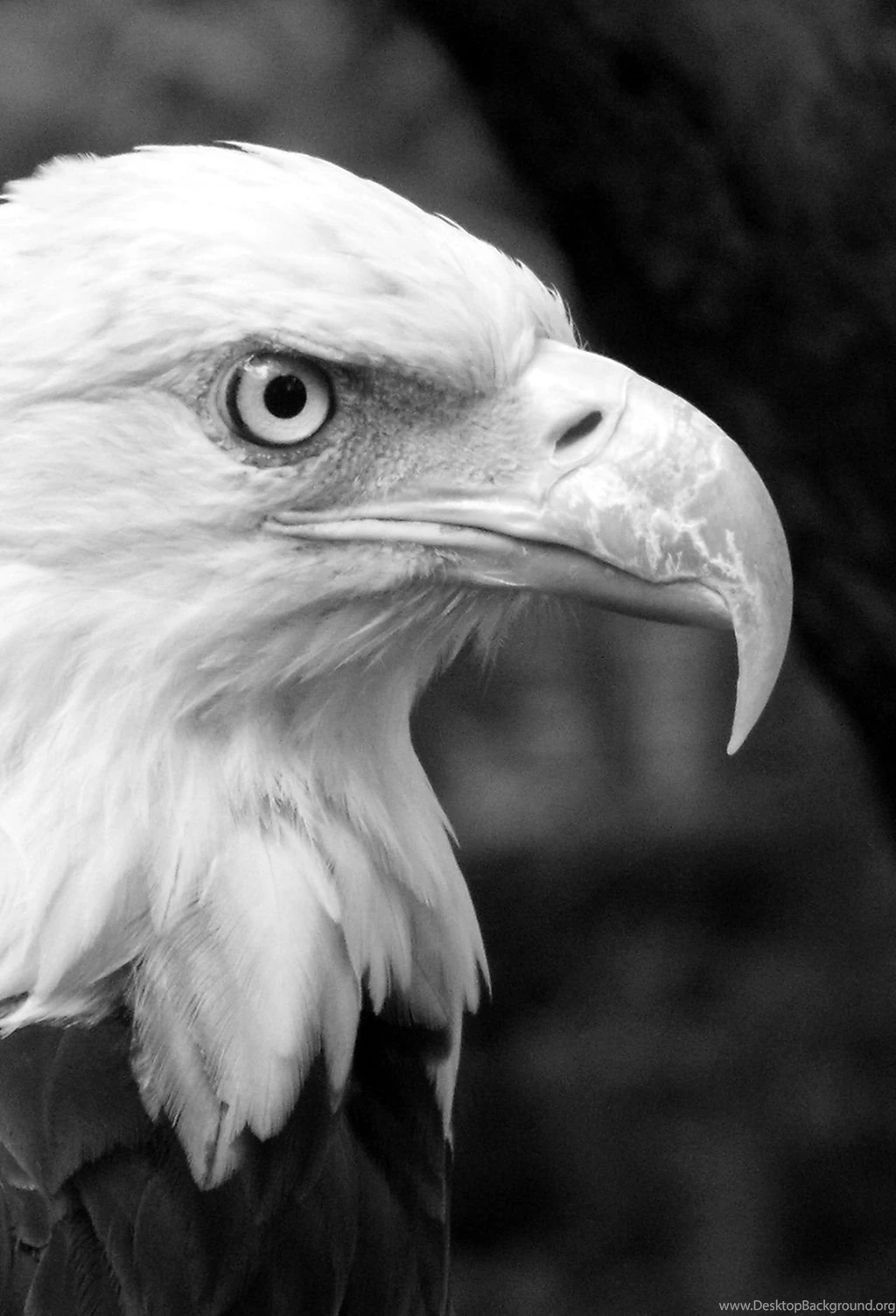 Black White Eagle 3Wallpapers Iphone Parallax.jpg
