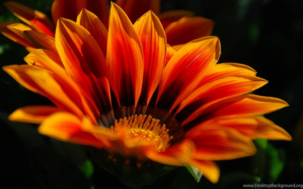 2560x1600 Orange Flower Hd Wallpapers