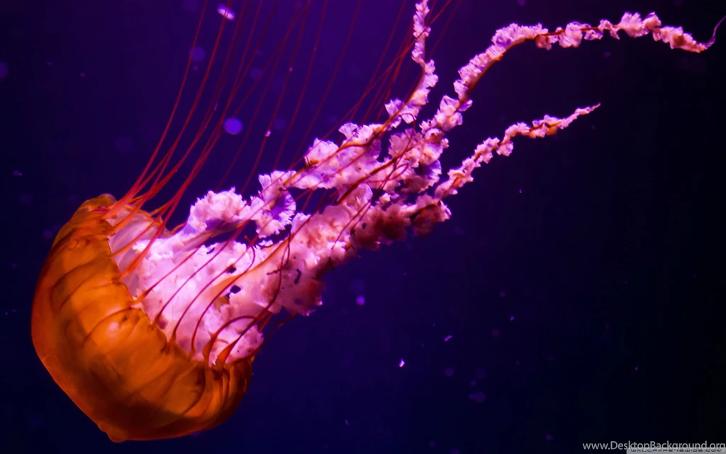 Jellyfish : Wallpapers