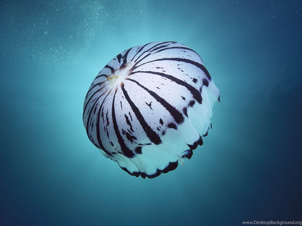 1600x1200 White Jellyfish Desktop PC And Mac Wallpapers