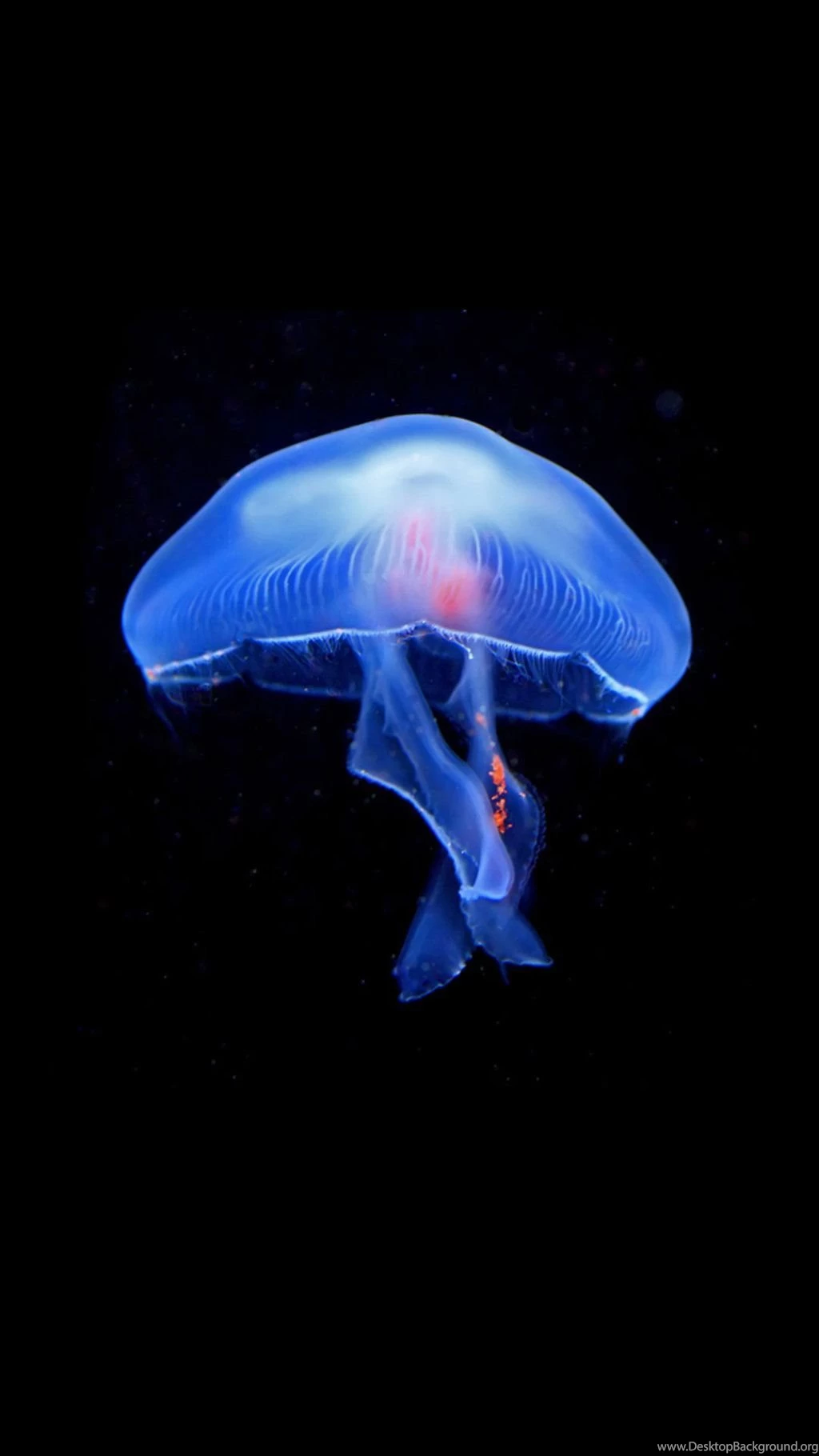 DeviantArt: More Like Jellyfish Wallpapers   iPhone 6 By Janosch500