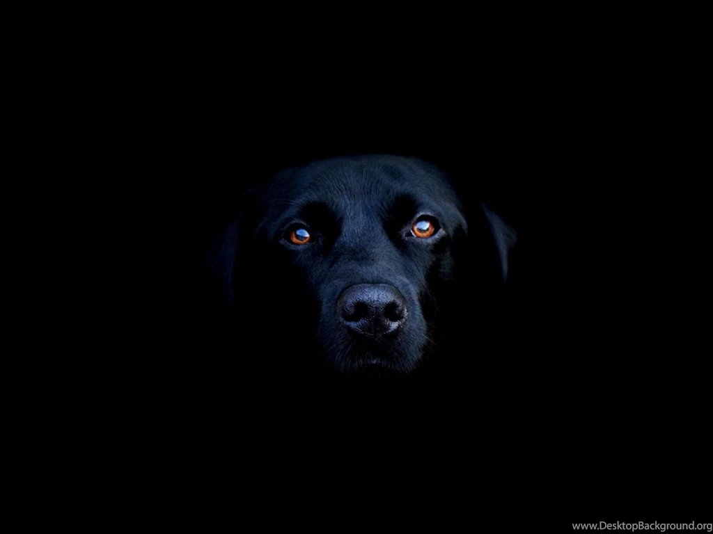 Shiba Inu Dog Licking Tongue Desktop Wallpapers