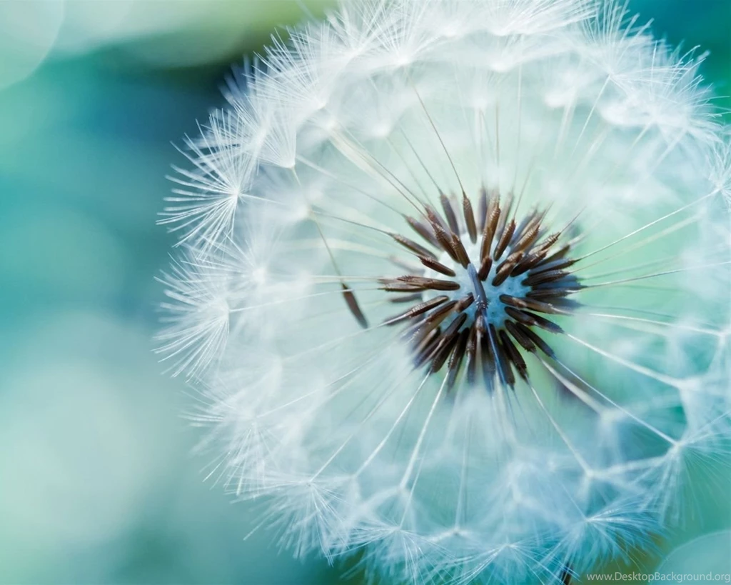1280x1024 Dandelion Backgrounds Wallpapers