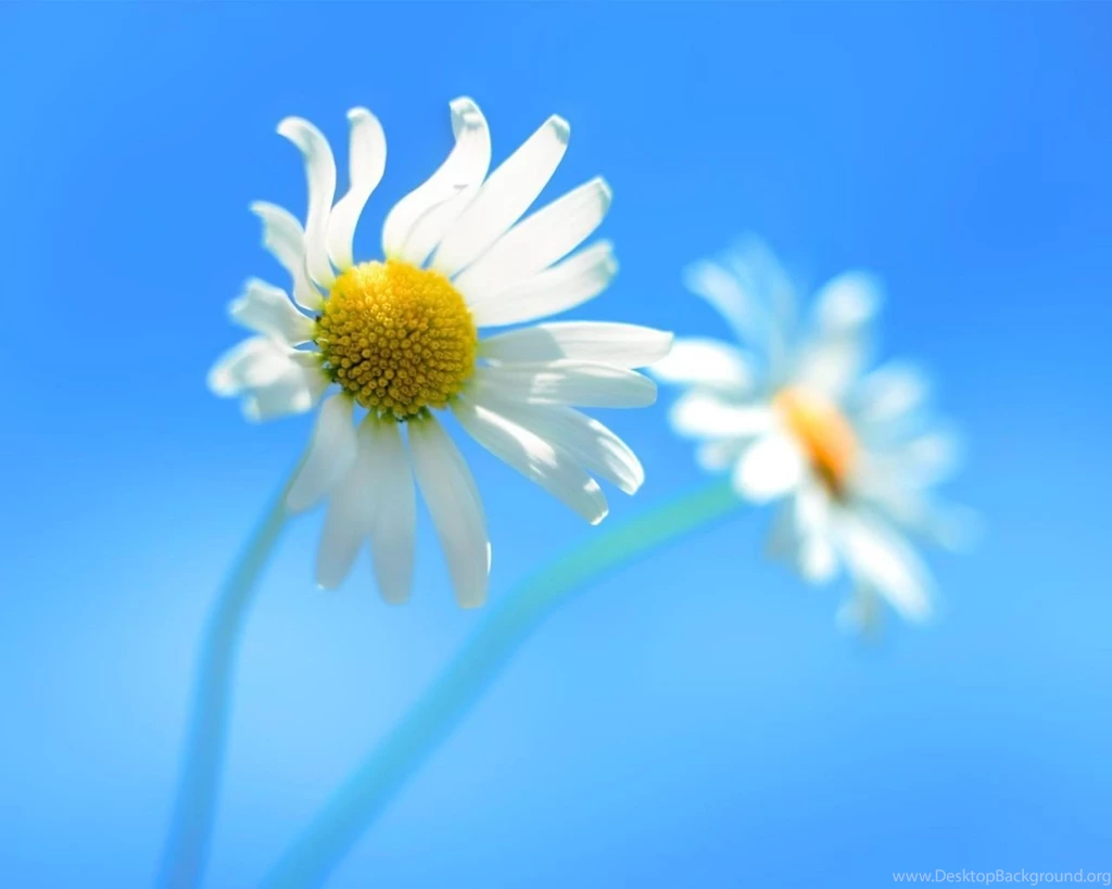 1280x1024 Daisy Blue Backgrounds Wallpapers