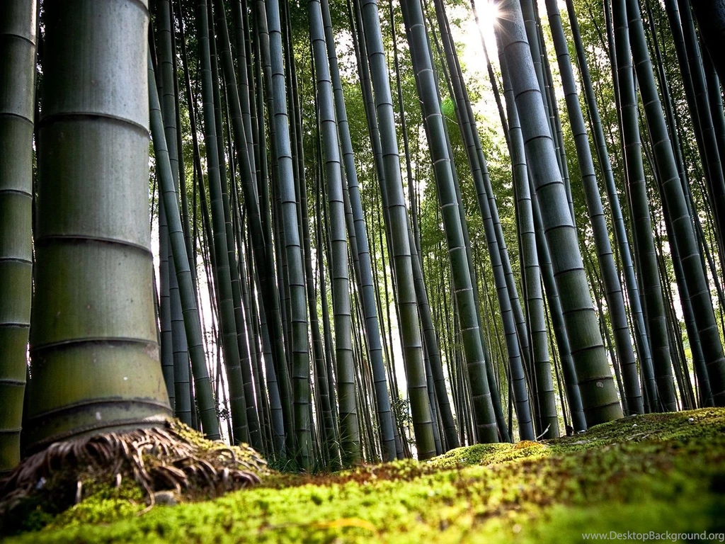 Bamboo Wood Wallpapers And Images   Wallpapers, Pictures, Photos