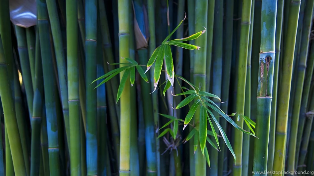 Gallery For   Buy Bamboo Wallpapers
