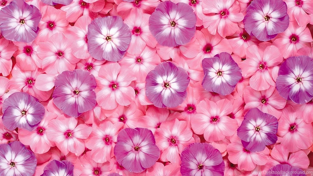 Computer Backgrounds Flowers
