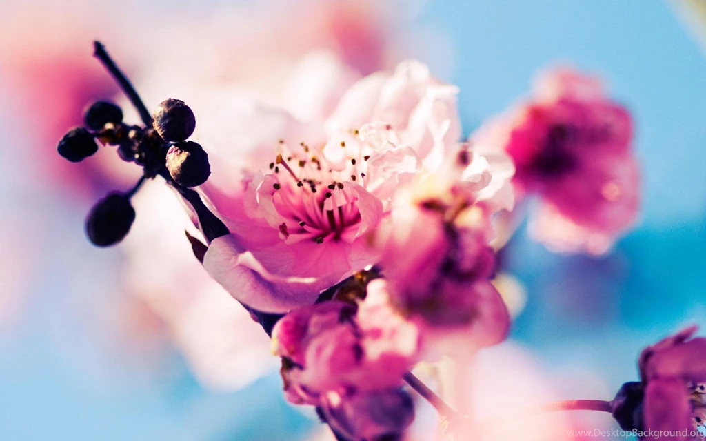 Flower desktop background wallpaper.jpg