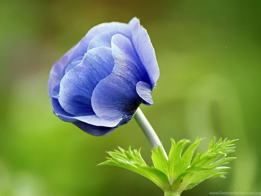 Blue Flower Desktop Wallpaper, Blue Flower Images, New Wallpapers