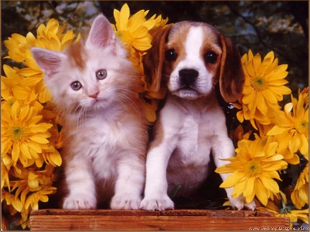 Puppy And Kitten Wallpaper.