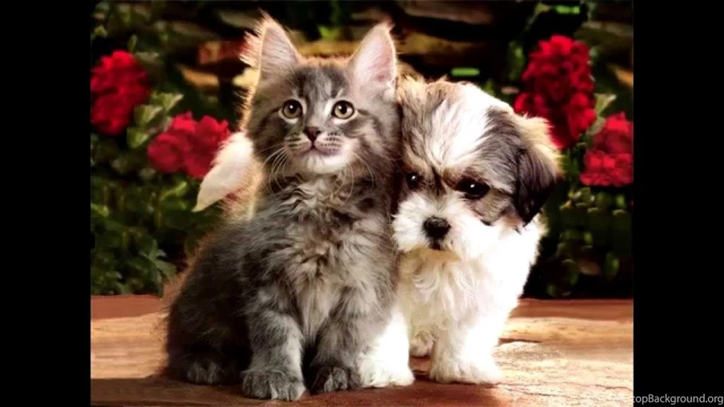 Cute Kitten And Puppy Wallpapers Part 1 MultiFunnyCatVideos YouTube