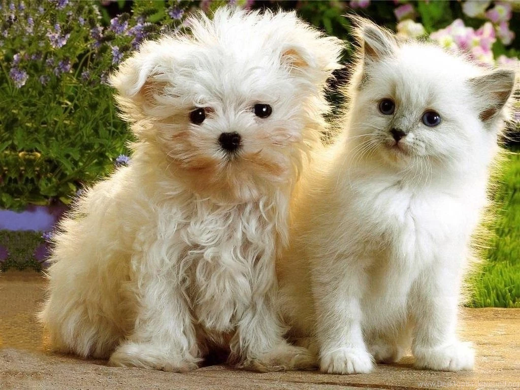 Gallery For   Free Kitten And Puppy Wallpapers