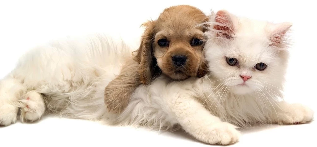 Tampa Veterinary Hospital Veterinarian Tampa