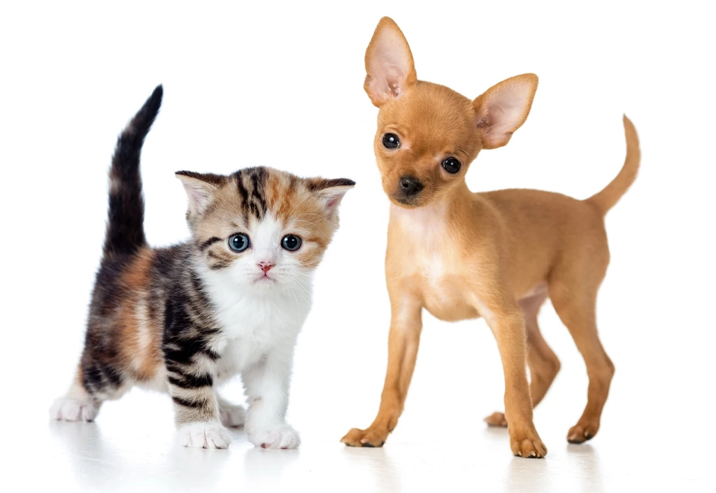 Dogs Cats Two Kitten Puppy Chihuahua Animals Baby Wallpapers ...