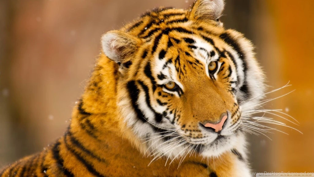 Siberian_tiger_wild_animal wallpaper 1920x1080.jpg