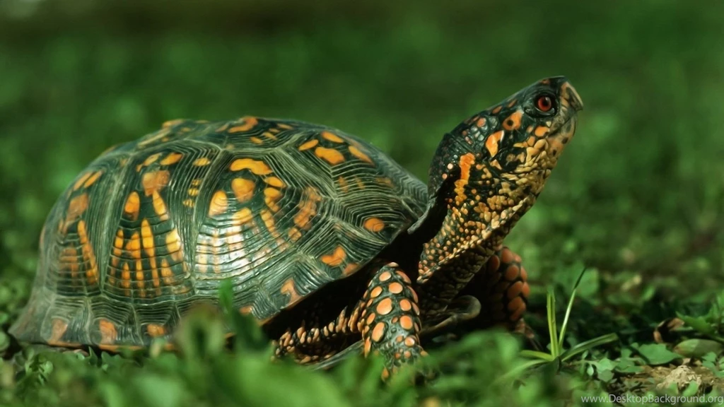 Turtle Wallpapers HD For PC 42548 Full HD Wallpapers Desktop   Res ...