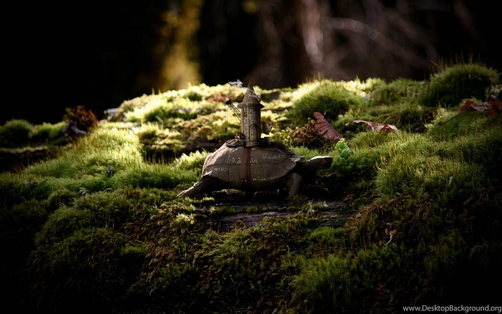 Turtles Wallpapers [2]   (