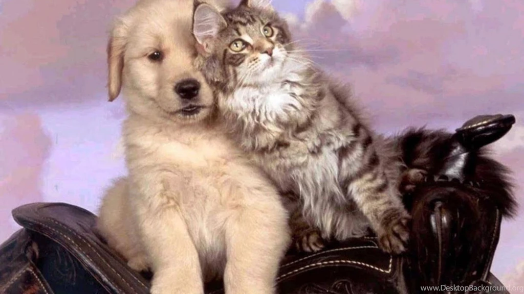 Cats: Pet Love Animal Cat Puppy Kitten Dog Cats Animals Dogs ...