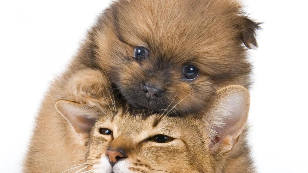 Download Wallpapers 1920x1080 Puppy, Kitten, Face, Friendship Full ...