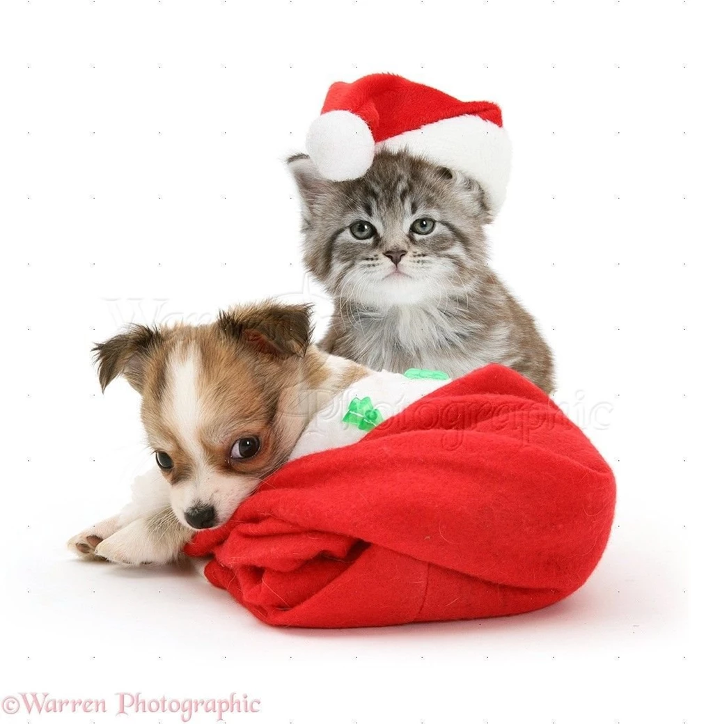 Christmas Puppies Wallpapers
