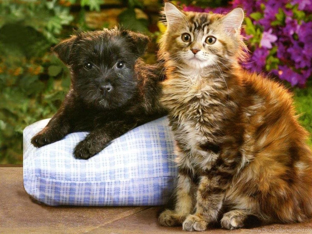 Longhair Tabby Kitten And Longhair Terrier Puppy Free Animals ...