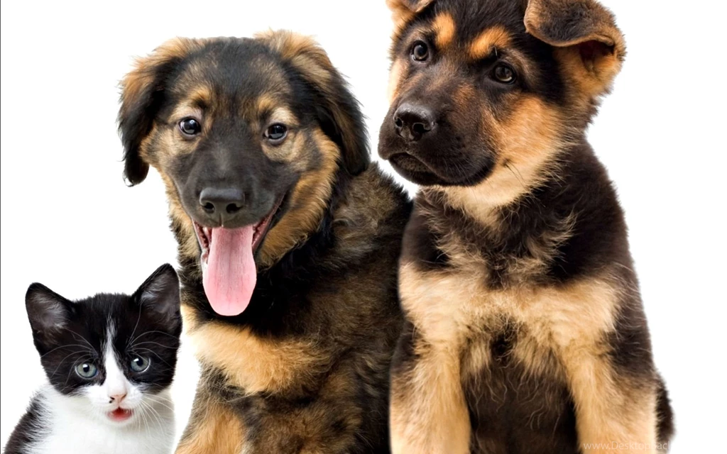 Dogs: Puppies Kitten Tongue White Cat Pink Dog Cute Animal Puppy ...