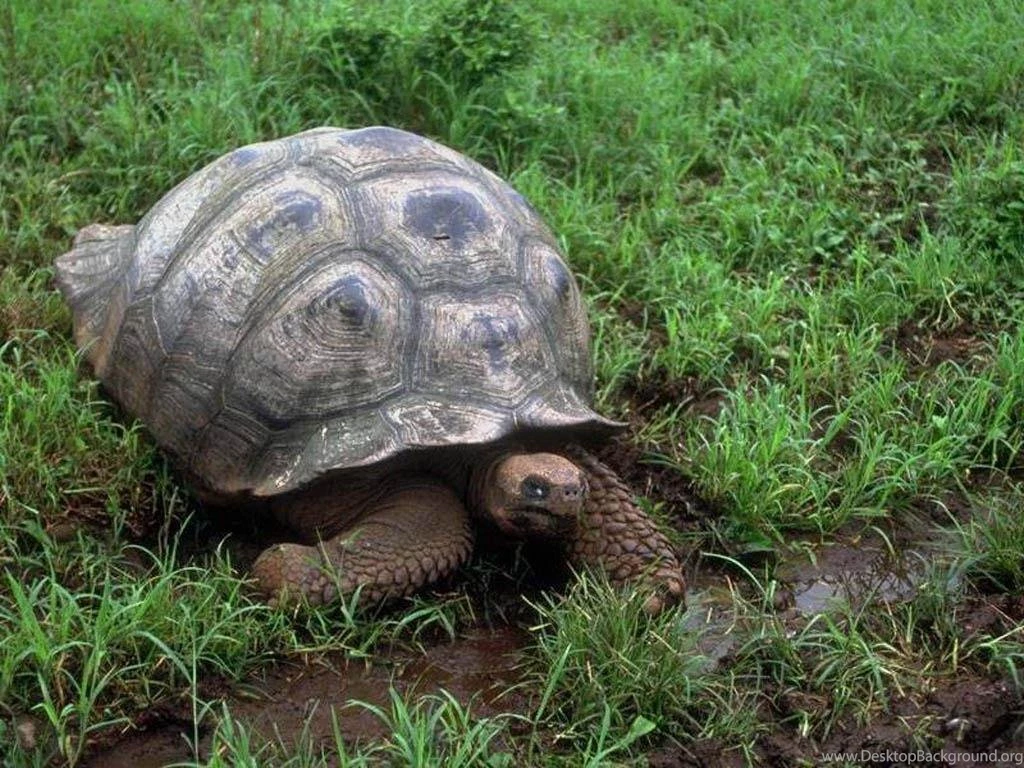 Turtle Wallpapers Turtles Wallpapers (10957560) Fanpop