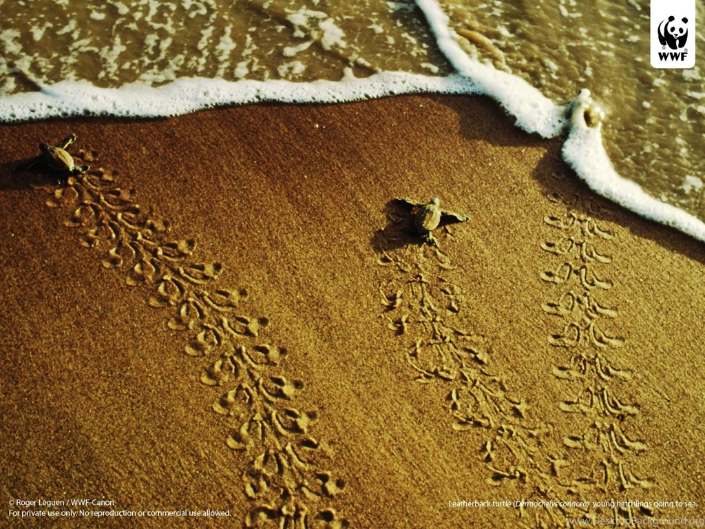 Turtle   Turtles Wallpapers (31450312)   Fanpop