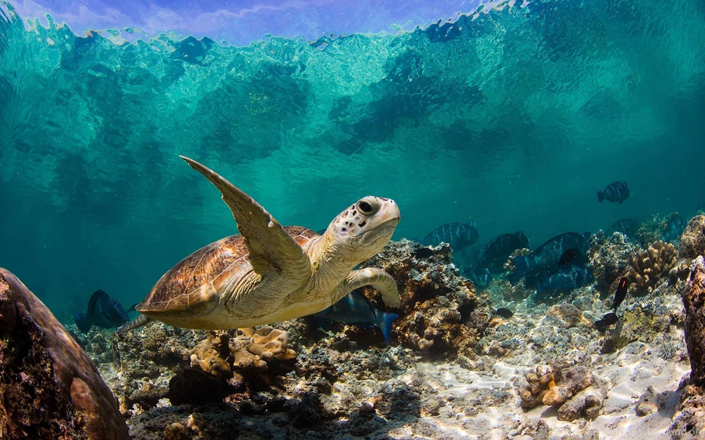 Turtle Wallpapers