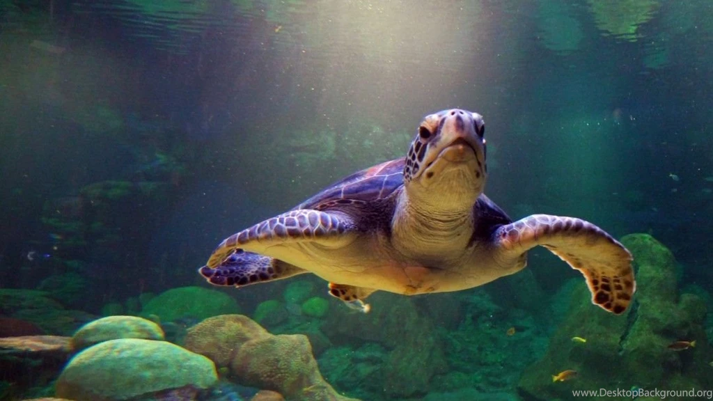 Sea Turtles Wallpapers Wallpapers