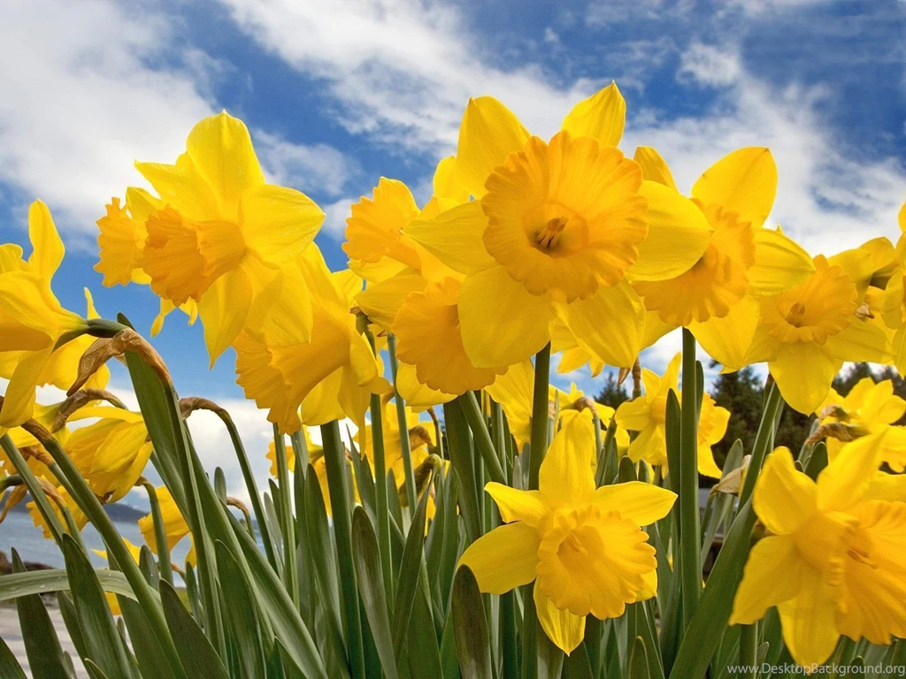 Sunny Daffodils Wallpapers