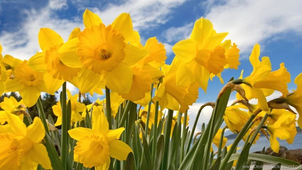 Gallery For Daffodils Wallpapers