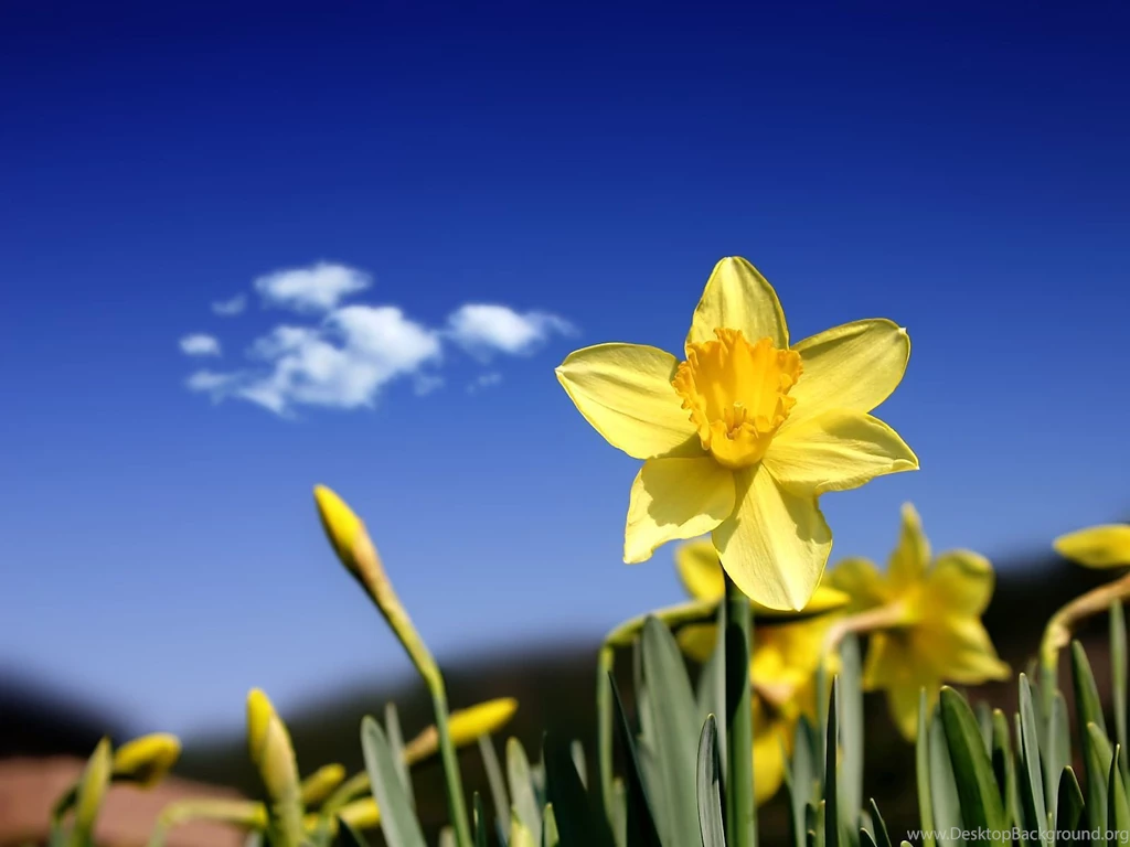 Gallery For   Daffodil Wallpapers For Desktop
