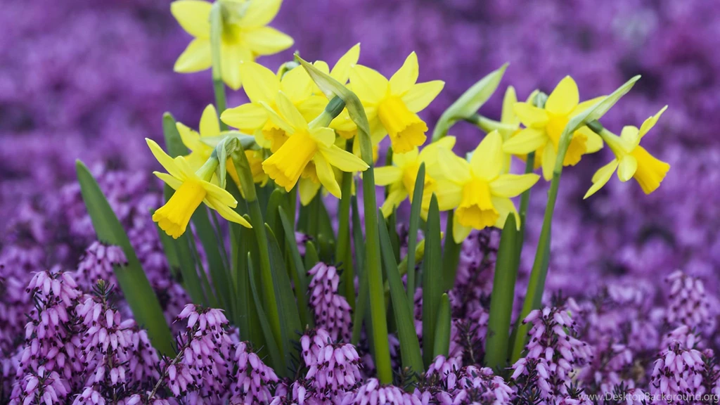 Daffodils Flowers HD Wallpapers