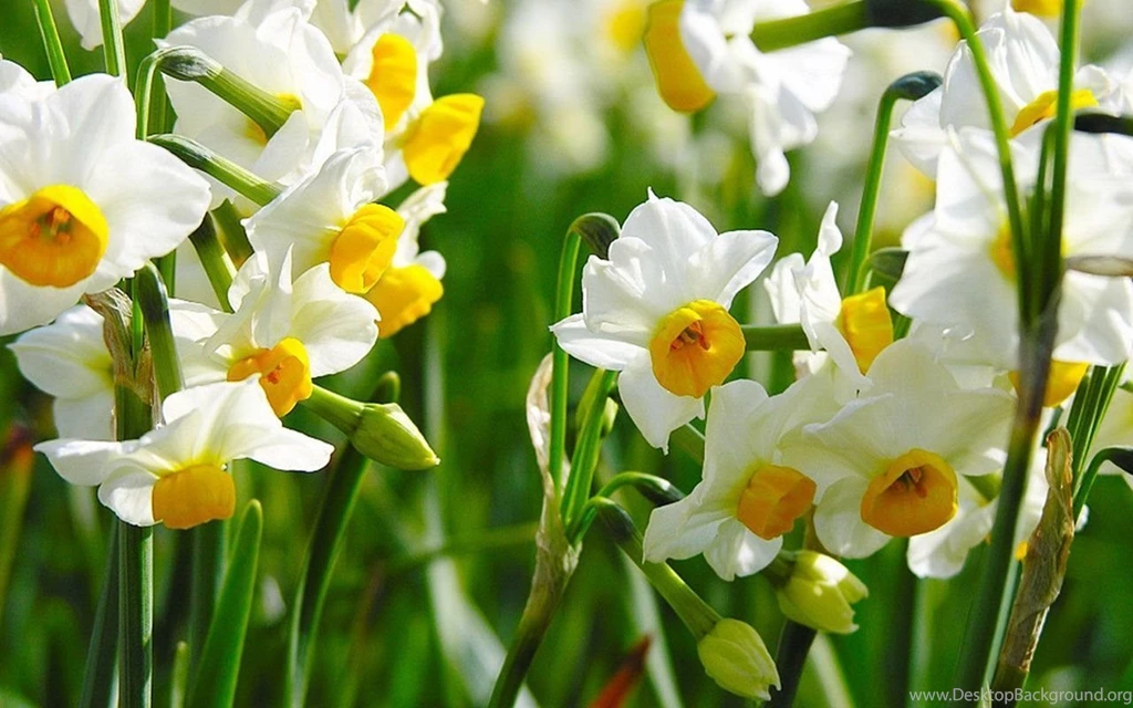 Daffodils Flowers Images And Wallpapers Download