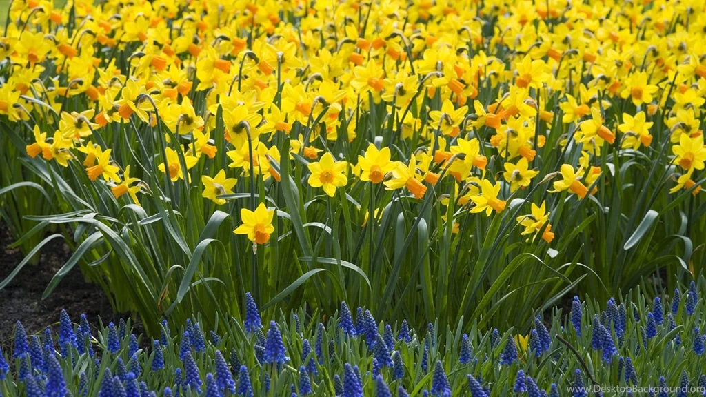 Gallery For Daffodils Wallpapers