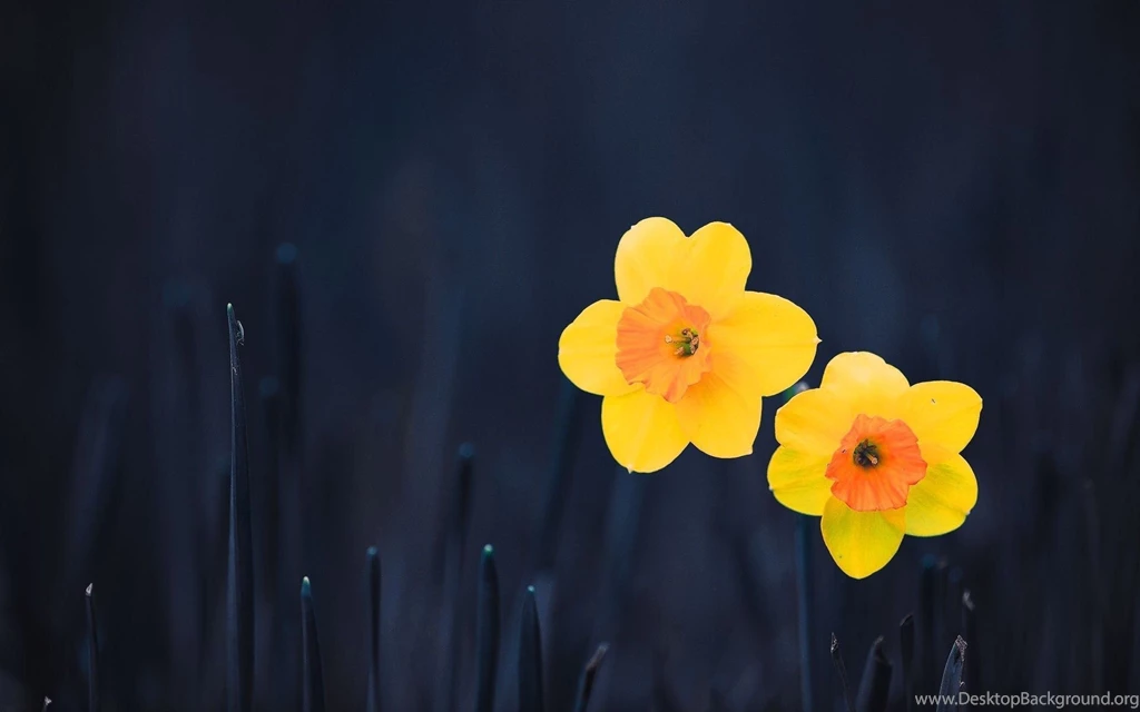Daffodils Flowers Wallpapers   HD Wallpaper Backgrounds Of Your ...