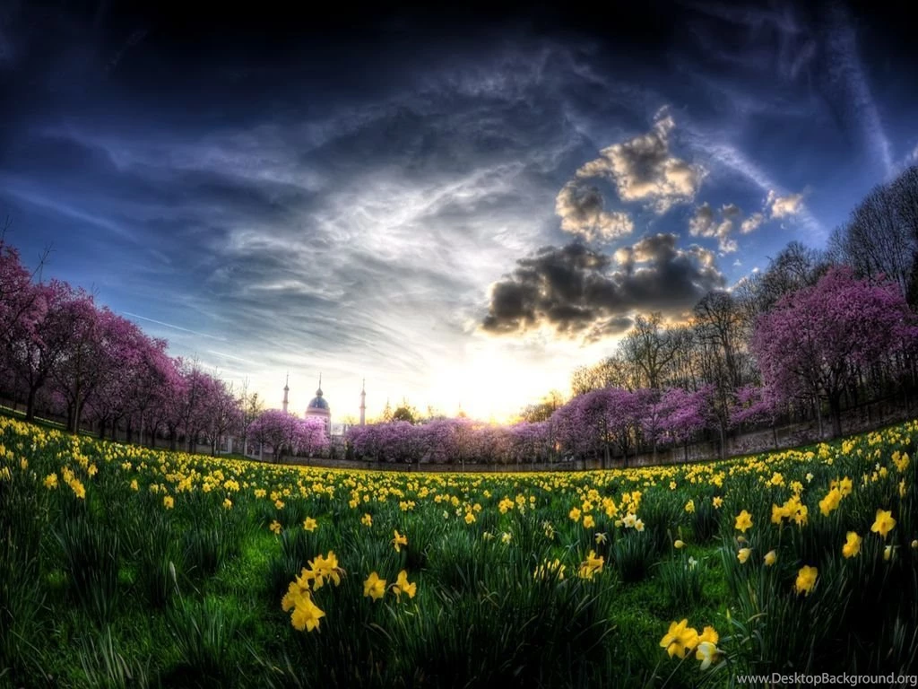 Daffodils Wallpapers