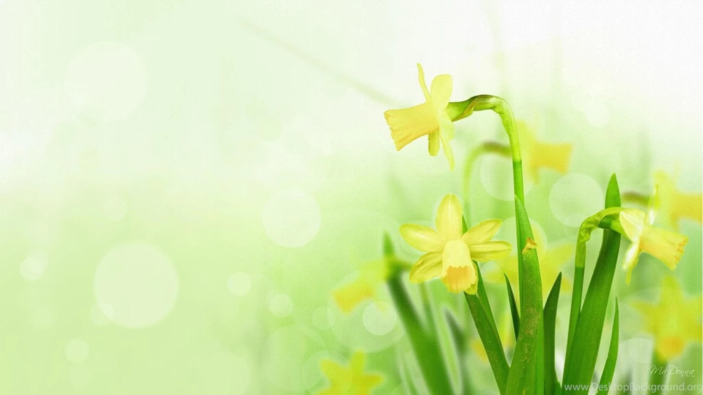 Daffodil Wallpapers >> Backgrounds With Quality HD