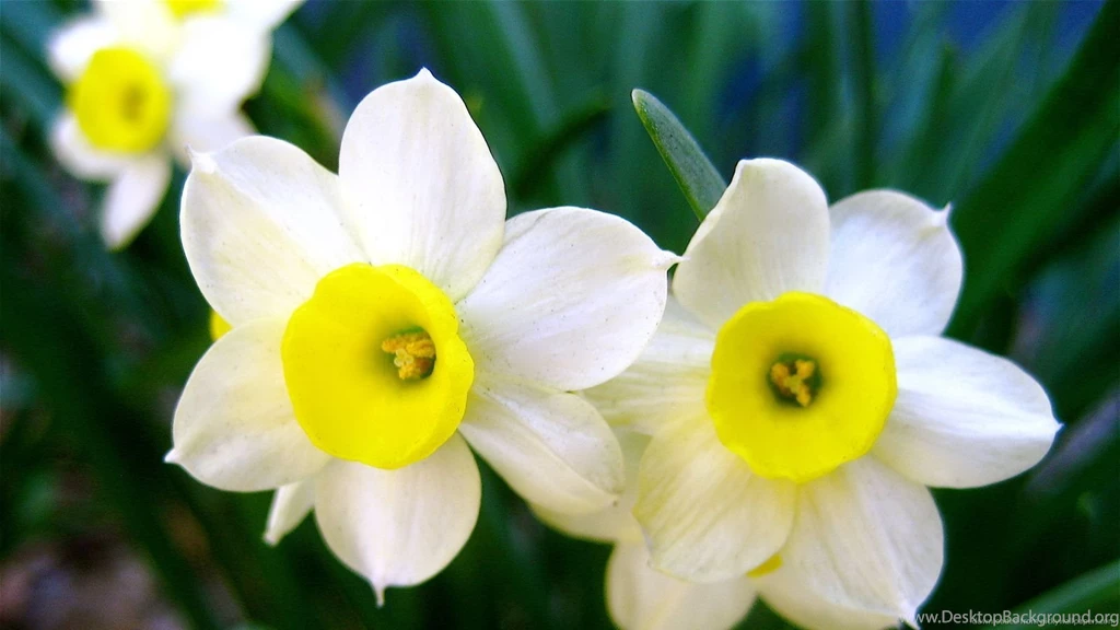 Download 1600x900 A Perfect Pair Of Daffodils Wallpapers