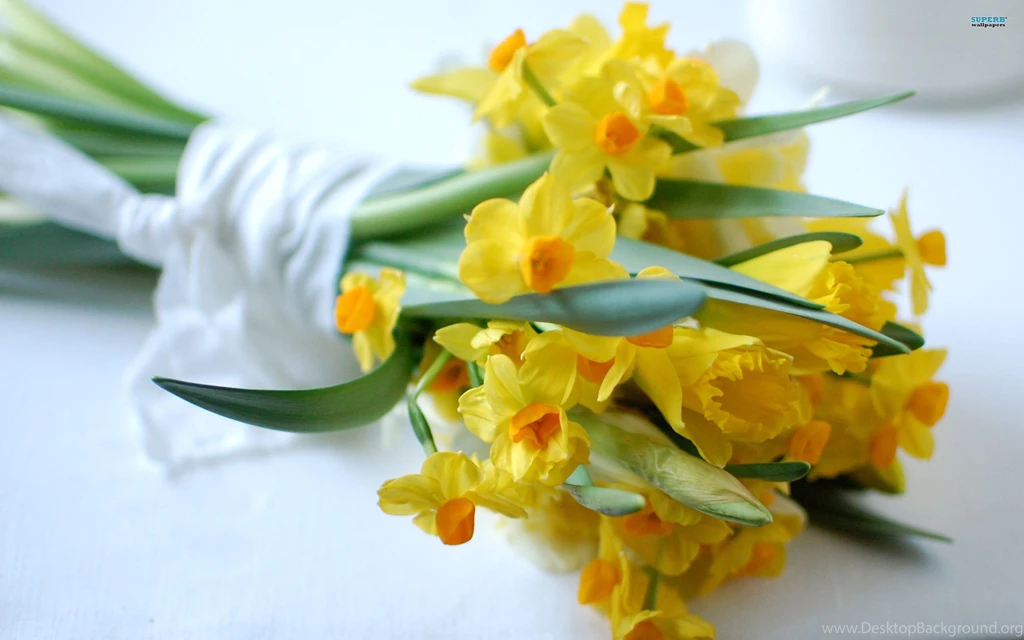 Daffodils Wallpapers Flower Wallpapers