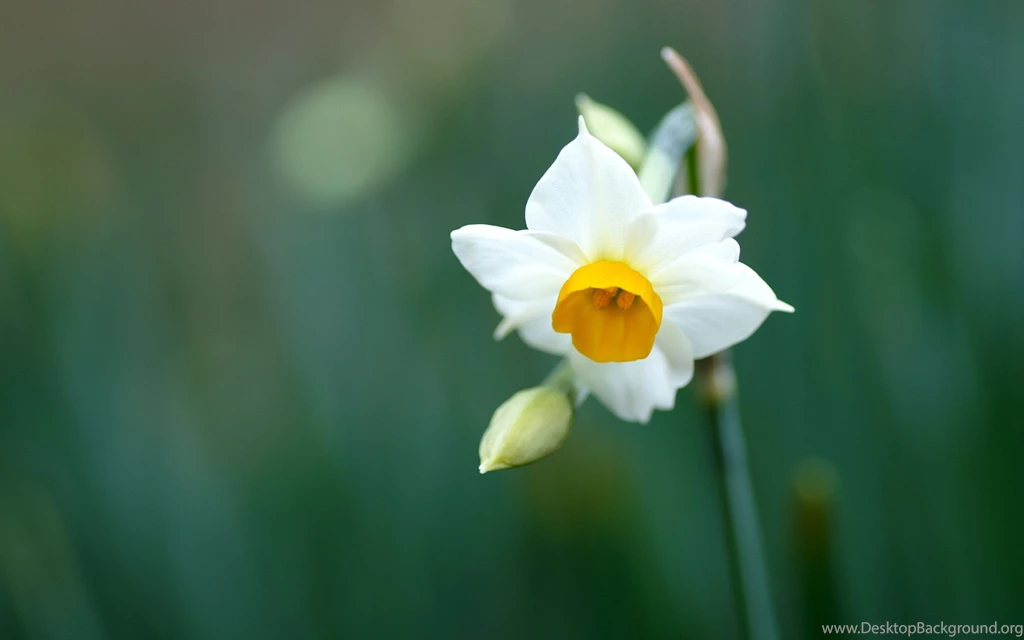 Gallery For   Daffodil Flower Wallpapers