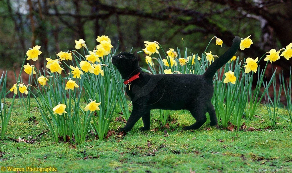 A BLACK CAT SMELLING DAFFODILS WALLPAPER   (
