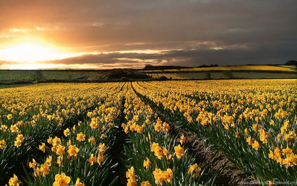 Field Of Daffodils Wallpapers