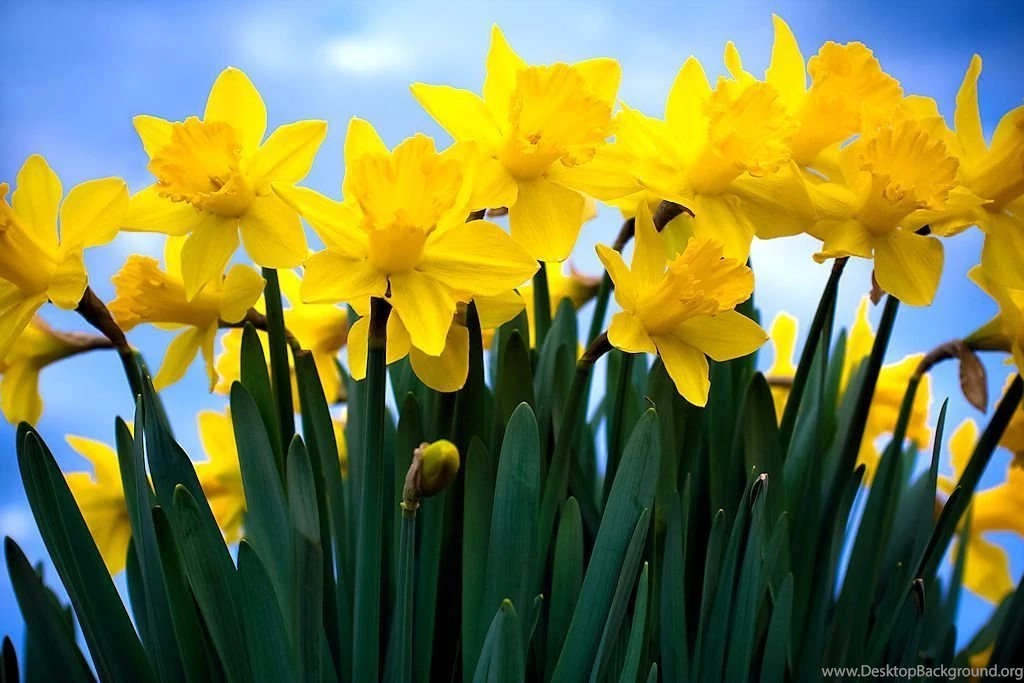 Daffodils Archives Stayton Oregon Daily Photo