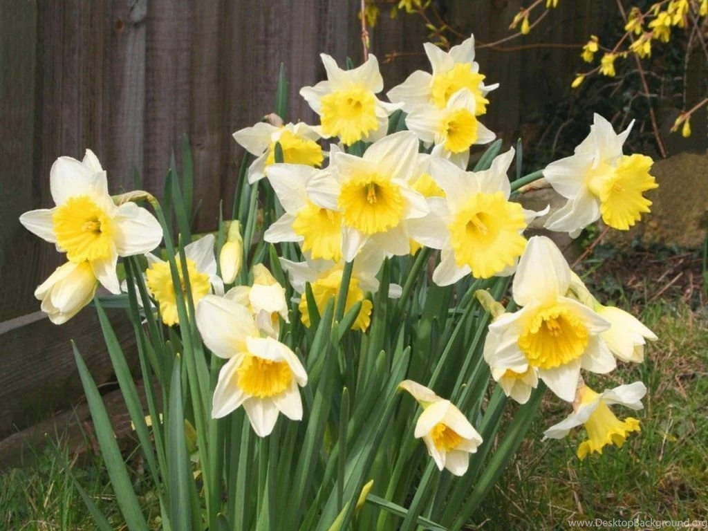1024x768 Spring Daffodils Desktop PC And Mac Wallpapers